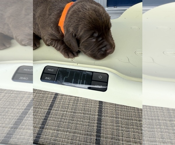 Medium Photo #6 Labrador Retriever Puppy For Sale in CLINTWOOD, VA, USA