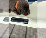 Small #2 Labrador Retriever