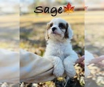 Small Photo #16 Cavapoo Puppy For Sale in MURFREESBORO, TN, USA