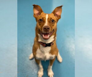 Dior - Female Shiba Inu-Unknown Mix Dog for Adoption - Photo #5