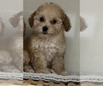 Small #4 Poodle (Toy)