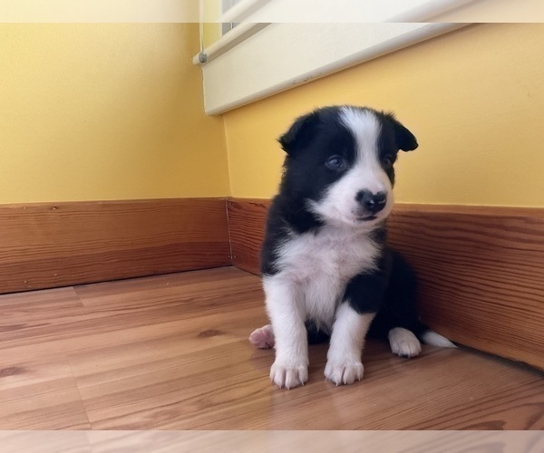 Medium Photo #11 Border Collie Puppy For Sale in KANSAS CITY, MO, USA