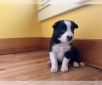 Small #10 Border Collie