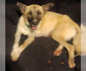 Mother of the German Shepherd Dog-Great Pyrenees Mix puppies born on 12/06/2025