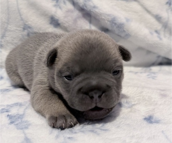 Medium Photo #3 French Bulldog Puppy For Sale in SACRAMENTO, CA, USA