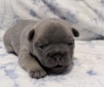 Small #2 French Bulldog