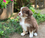 Small #5 Miniature Australian Shepherd