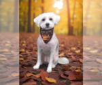 Small Photo #1 Poodle (Toy) Puppy For Sale in ALBANY, NY, USA