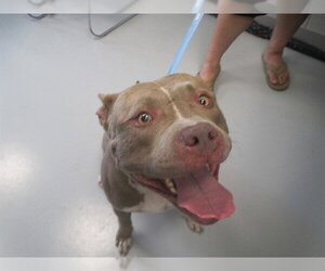 Staffordshire Bull Terrier Dogs for adoption in Ocala, FL, USA