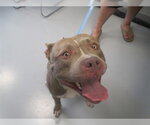 Small Staffordshire Bull Terrier