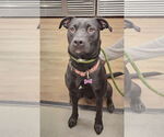 Small #3 Labrador Retriever Mix