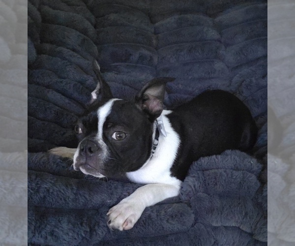 Medium Photo #6 Boston Terrier Puppy For Sale in MINERAL WELLS, WV, USA