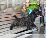 Small Photo #5 Bernedoodle-Poodle (Miniature) Mix Puppy For Sale in GREENWOOD, WI, USA