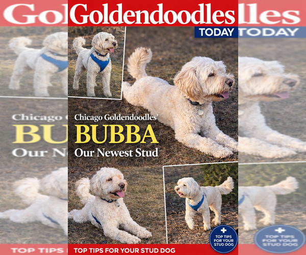 Medium Photo #1 Goldendoodle Puppy For Sale in AURORA, IL, USA