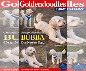 Father of the Goldendoodle puppies born on 04/28/2026