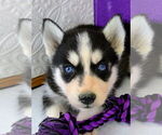 Small Photo #21 Siberian Husky Puppy For Sale in MOUNT AYR, IA, USA