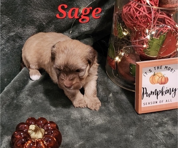 Medium Photo #2 Havanese Puppy For Sale in ALBION, PA, USA