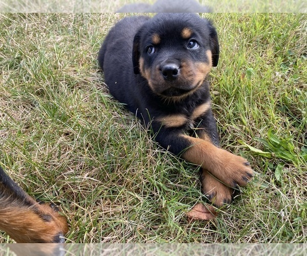 Medium Photo #1 Rottweiler Puppy For Sale in EAST CANTON, OH, USA