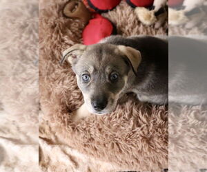 Ava - Female Siberian Husky-Unknown Mix Dog for Adoption - Photo #16