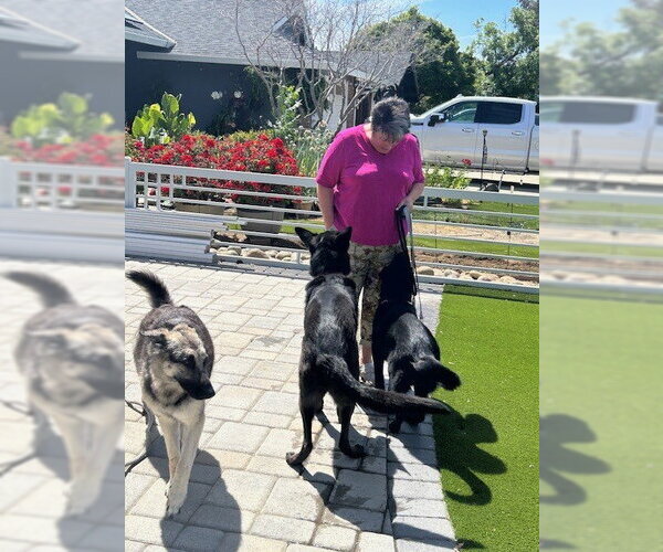 Medium Photo #2 German Shepherd Dog Puppy For Sale in Cupertino, CA, USA