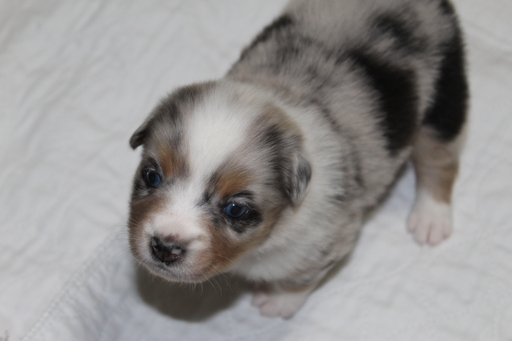 Medium Photo #1 Miniature Australian Shepherd Puppy For Sale in HAMPTON, GA, USA