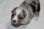 Small Photo #1 Miniature Australian Shepherd Puppy For Sale in HAMPTON, GA, USA