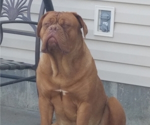Mother of the Dogue de Bordeaux puppies born on 07/02/2019