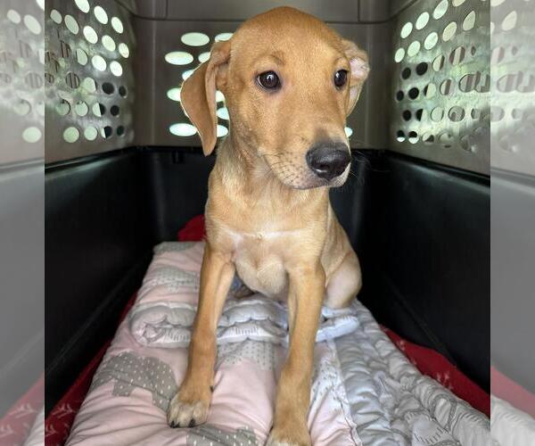 Medium Photo #6 Labrador Retriever-Unknown Mix Puppy For Sale in San Diego, CA, USA