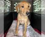 Small #5 Labrador Retriever Mix
