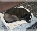 Small #14 American Staffordshire Terrier Mix