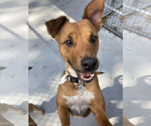 Mutt Dogs for adoption in San Diego, CA, USA