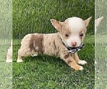 Small #14 Chihuahua