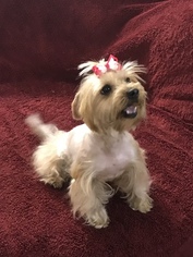 Yorkshire Terrier Puppy for sale in BANNING, CA, USA