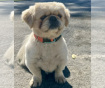 Small #2 Pekingese