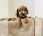 Small Photo #5 Australian Labradoodle Puppy For Sale in SEATTLE, WA, USA
