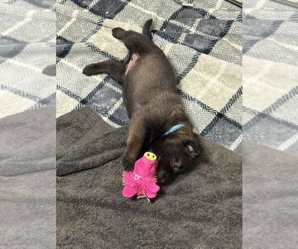 Medium Photo #1 Mutt Puppy For Sale in Imlay City, MI, USA