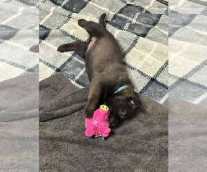 Mutt Dogs for adoption in Imlay City, MI, USA