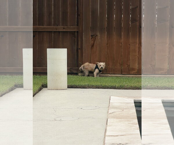 Medium Photo #6 Mutt Puppy For Sale in Spring, TX, USA