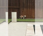 Small Photo #6 Mutt Puppy For Sale in Spring, TX, USA