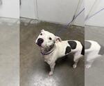 Small Staffordshire Bull Terrier Mix