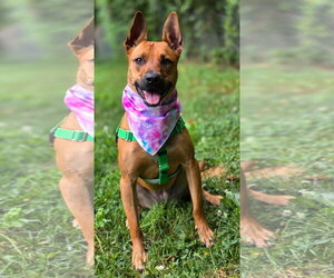 Charlie *BALL IS LIFE*TRANSPORTATION AVAILABLE* - Female Mutt Dog for Adoption - Photo #12