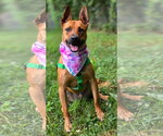 Small Photo #12 Mutt Puppy For Sale in Clarkston, MI, USA