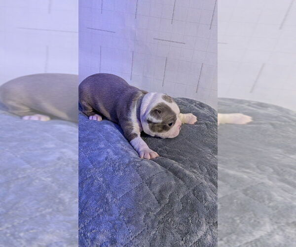 Medium Photo #2 Boston Terrier Puppy For Sale in ROCHESTER, NH, USA