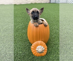 Hallowed Harvest - Baby Boo - Located in Florida - Female Mutt Dog for Adoption - Photo #2
