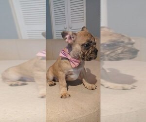 French Bulldog Puppy for sale in TAMPA, FL, USA