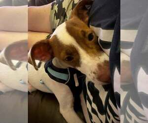 Shylo a Jack Russell-Italian Greyhound mix (Jiggy) - Male Italian Greyhound-Jack Russell Terrier Mix Dog for Adoption - Photo #4