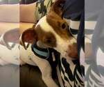 Small Photo #4 Italian Greyhound-Jack Russell Terrier Mix Puppy For Sale in Arlington, WA, USA