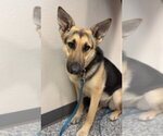 Small #1 German Shepherd Dog Mix