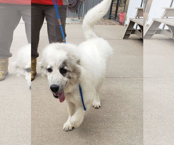 Medium Photo #5 Great Pyrenees Puppy For Sale in PEYTON, CO, USA
