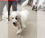 Small #4 Great Pyrenees
